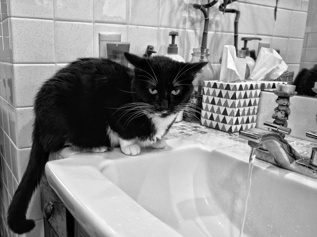 The Cat and the Sink by tosee