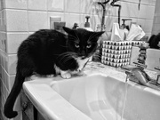 27th Dec 2015 - The Cat and the Sink