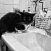 The Cat and the Sink by tosee