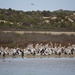 Pelican at Coorong  by sugarmuser
