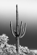27th Dec 2015 - saguaro