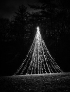 27th Dec 2015 - Tree of Light