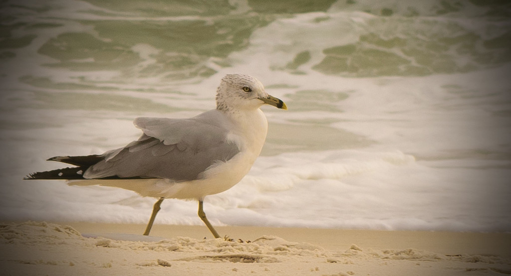 Seagull on the Gulf of Mexico by rickster549