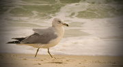 27th Dec 2015 - Seagull on the Gulf of Mexico