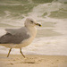 Seagull on the Gulf of Mexico by rickster549