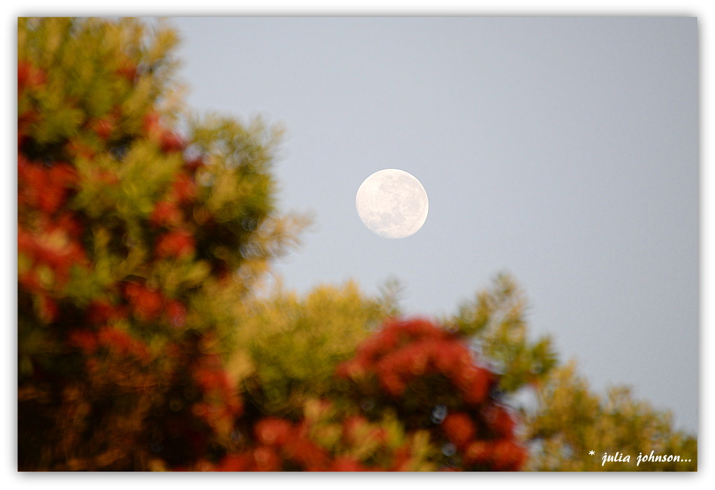 Moon set over the Pohutukawa's... by julzmaioro