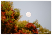 28th Dec 2015 - Moon set over the Pohutukawa's...