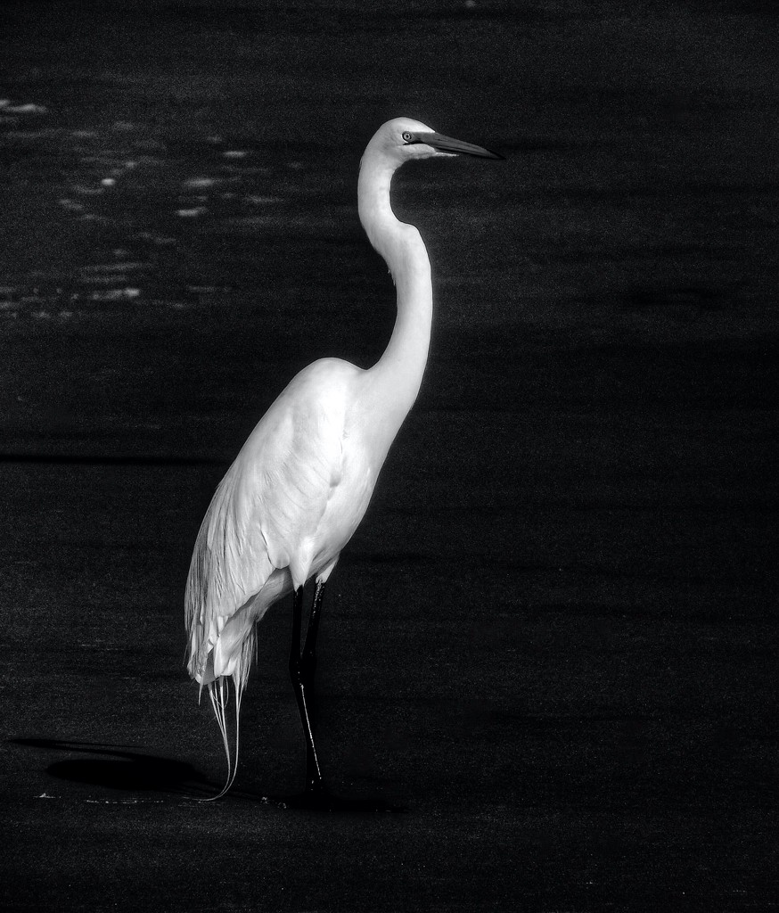 Here comes the bird, all dress in white. by joemuli