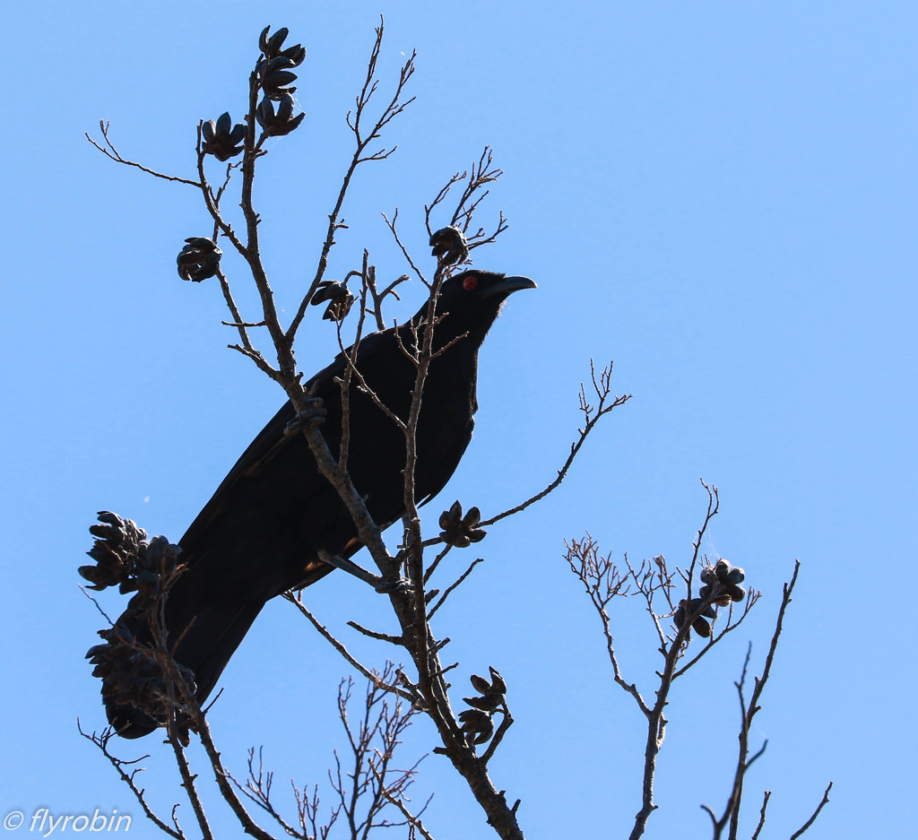 White winged chough by flyrobin