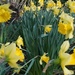 December daffodils by quietpurplehaze