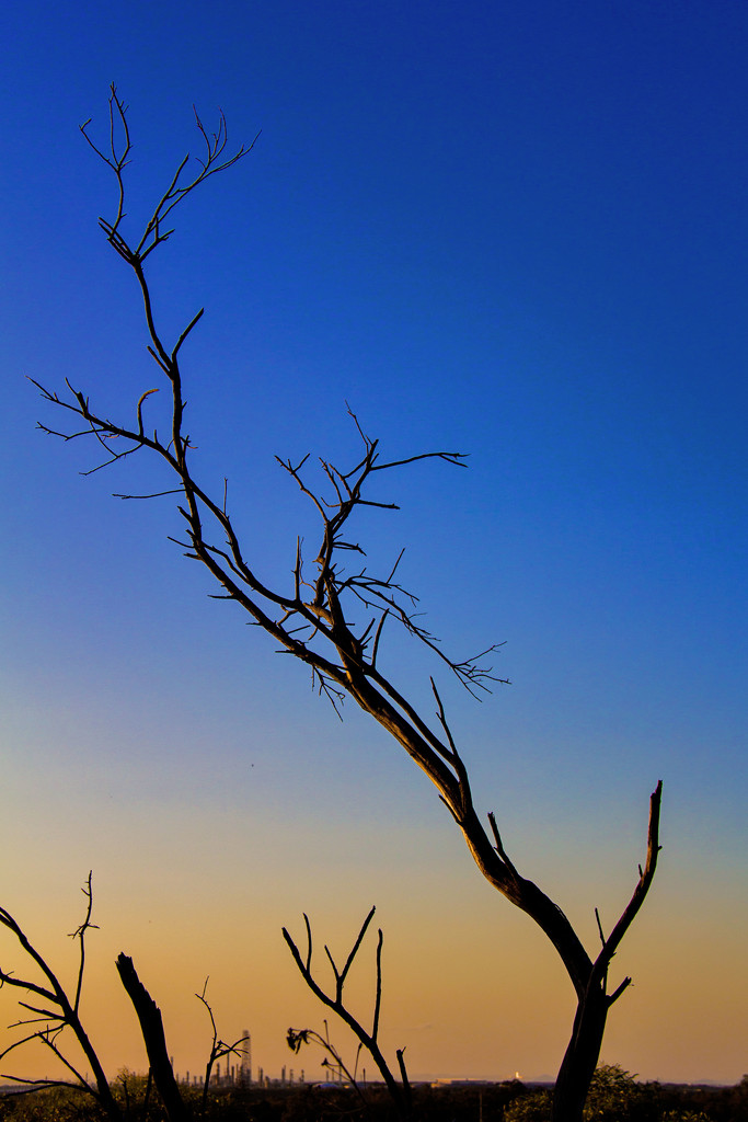 dead tree sky by corymbia