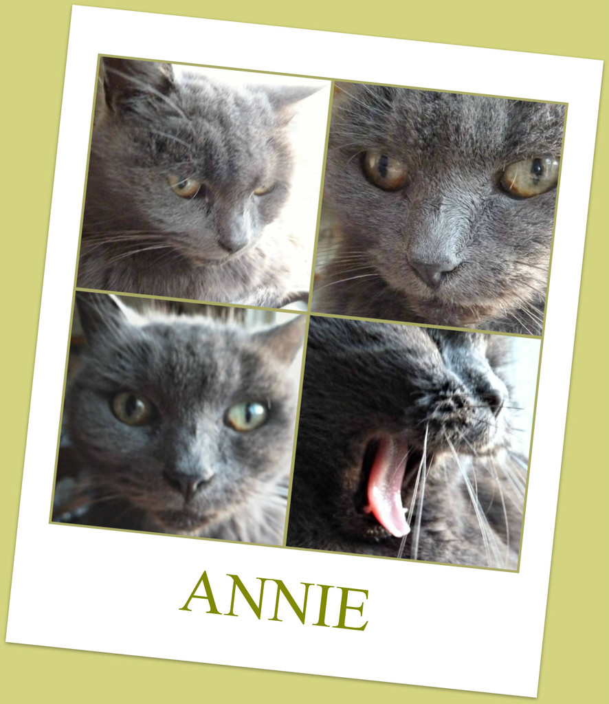 Annie  Has Moved  In. by wendyfrost