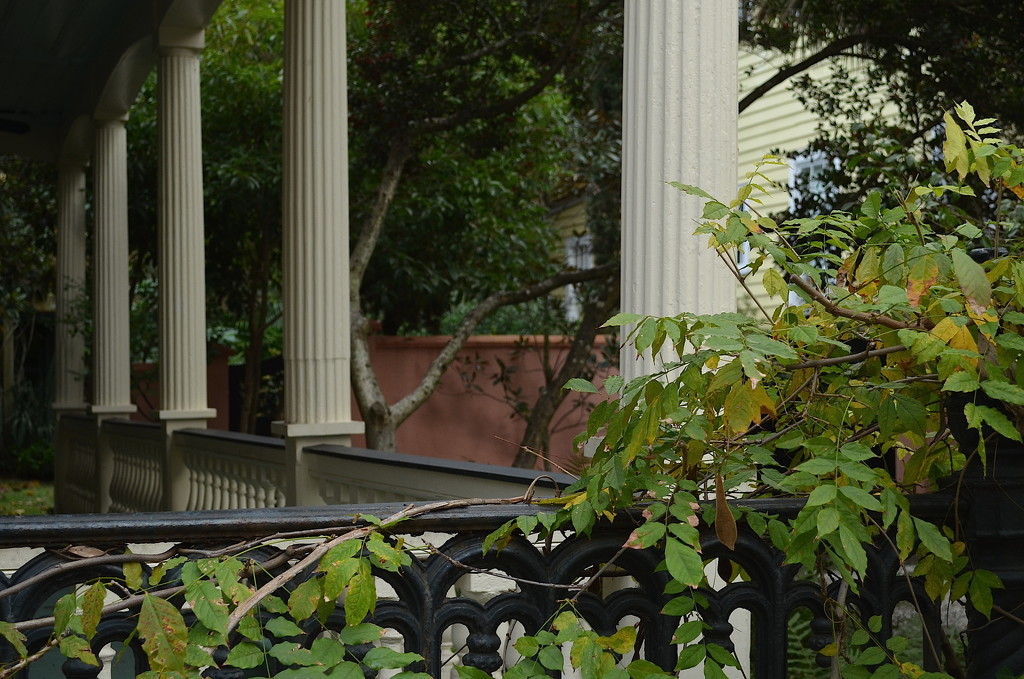 Columns and vines, historic district, Charleston, SC by congaree