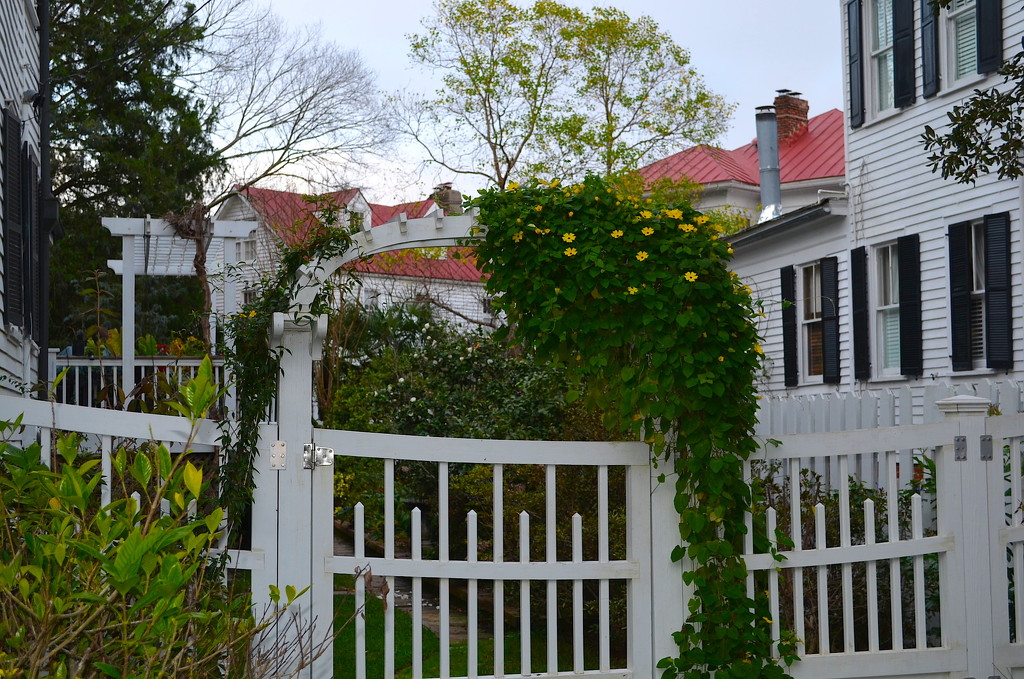 Garden gate, historic district, Charleston, SC by congaree