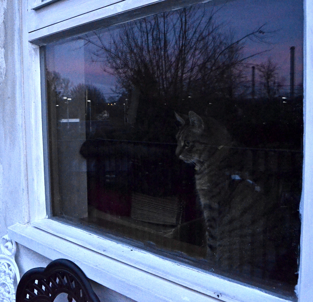 Dougal Watching the Sunrise by arkensiel