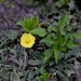 Flower by kathyrose