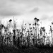 tall grass by northy