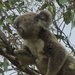breaky by koalagardens