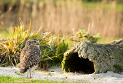 28th Dec 2015 - Burrowing Owl