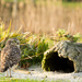 Burrowing Owl by leonbuys83