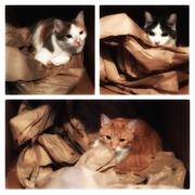 28th Dec 2015 - Cat Box