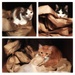 Cat Box by yogiw