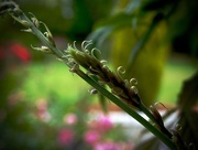 28th Dec 2015 - Wispy wisteria