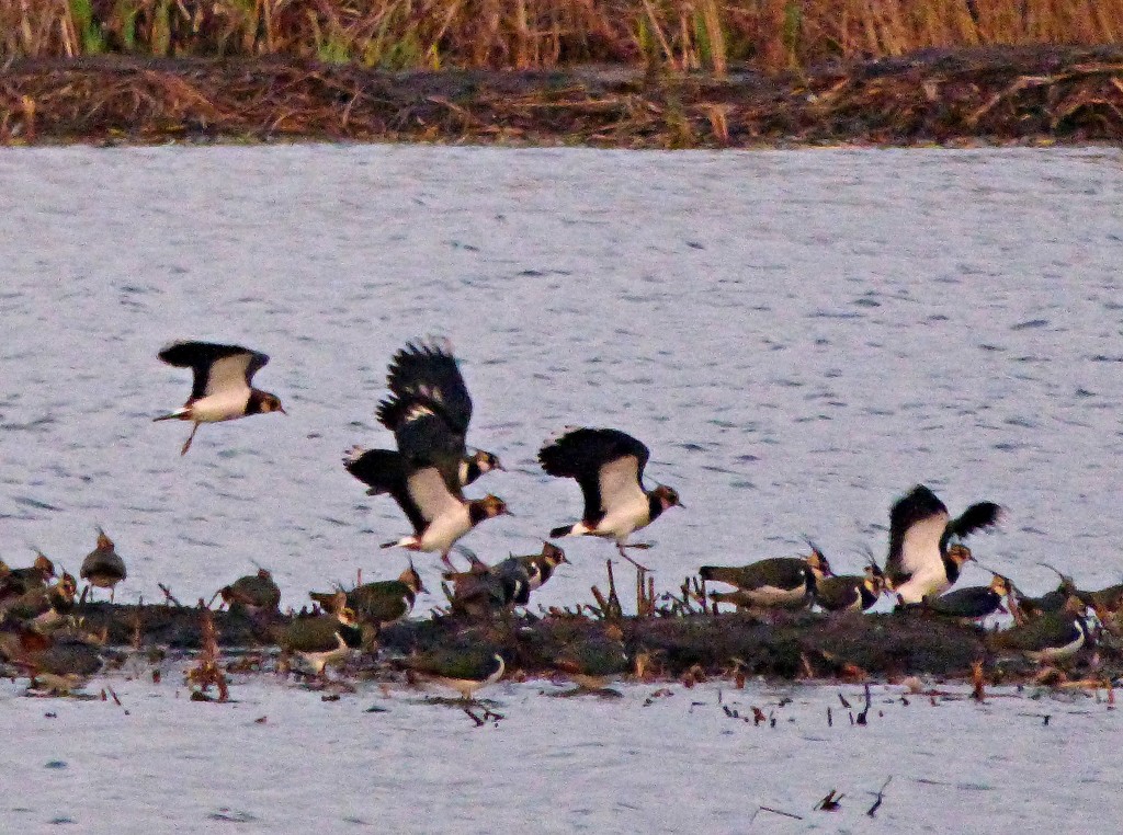 Lapwings coming in to roost by julienne1
