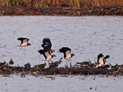 28th Dec 2015 - Lapwings coming in to roost