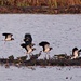 Lapwings coming in to roost by julienne1