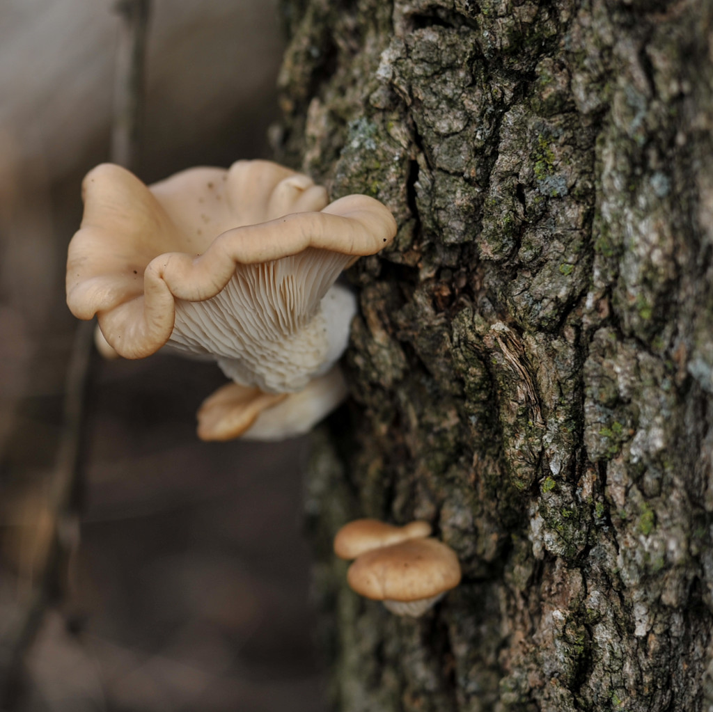 Tree fungus by loweygrace