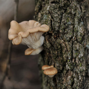 28th Dec 2015 - Tree fungus