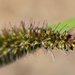 Macro weed by flyrobin