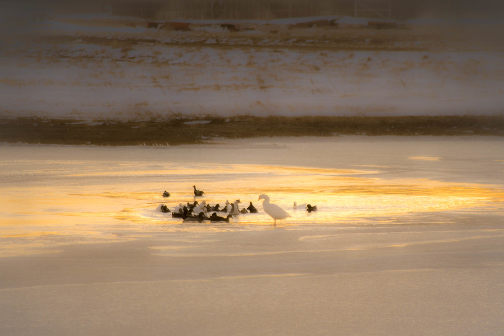 Golden Frozen Pond by ckwiseman