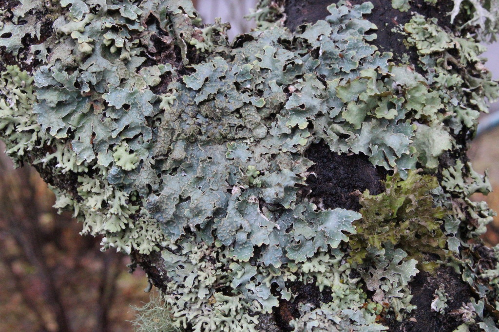 Lichens by annelis