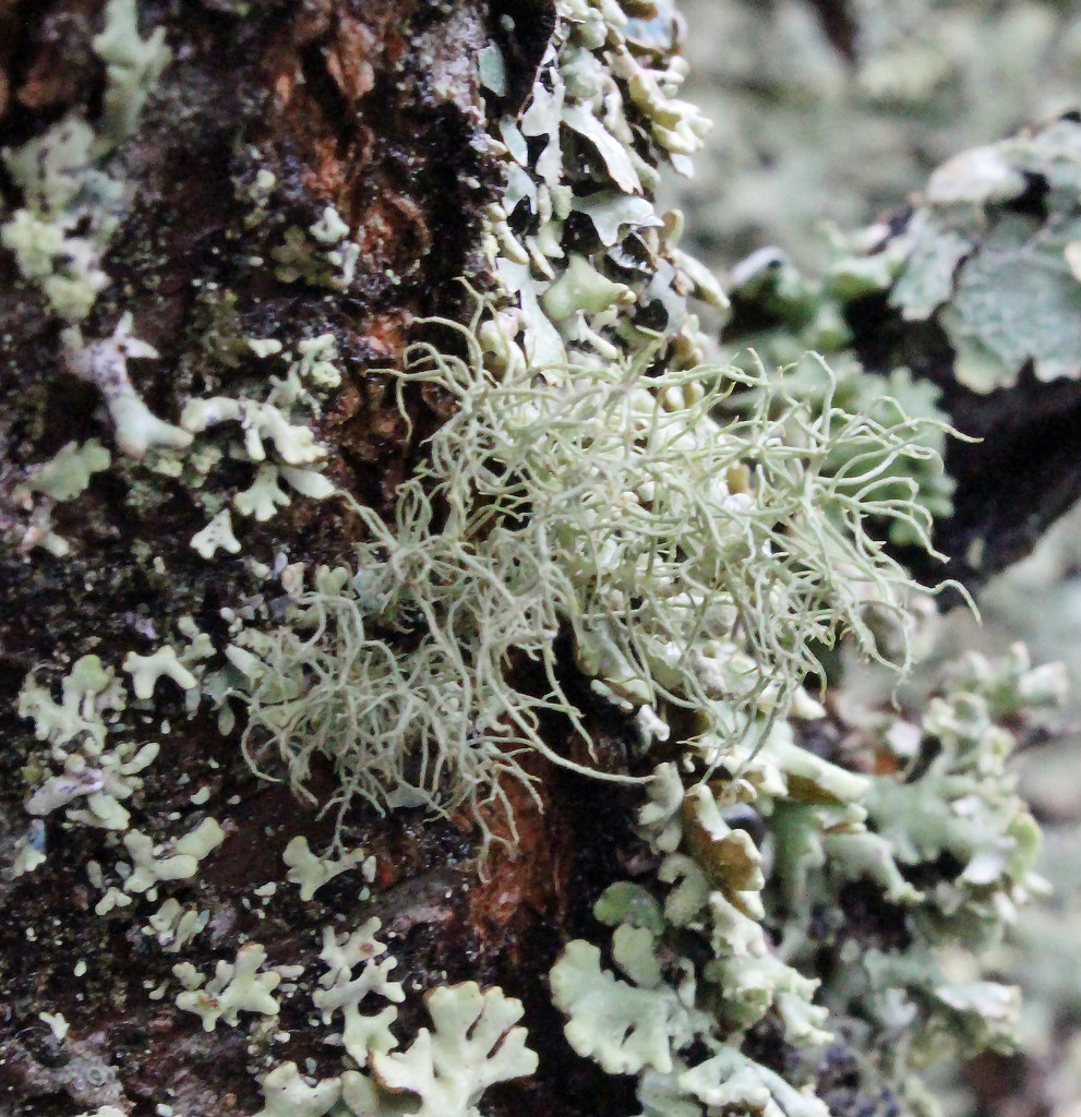 Beard lichen by annelis