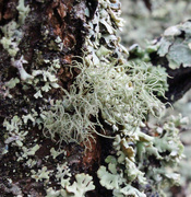 18th Nov 2015 - Beard lichen
