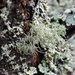 Beard lichen by annelis