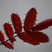 Rose leaf by annelis