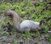 19th Nov 2015 - Squirrel and autumn sowing