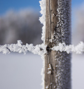 28th Dec 2015 - frost
