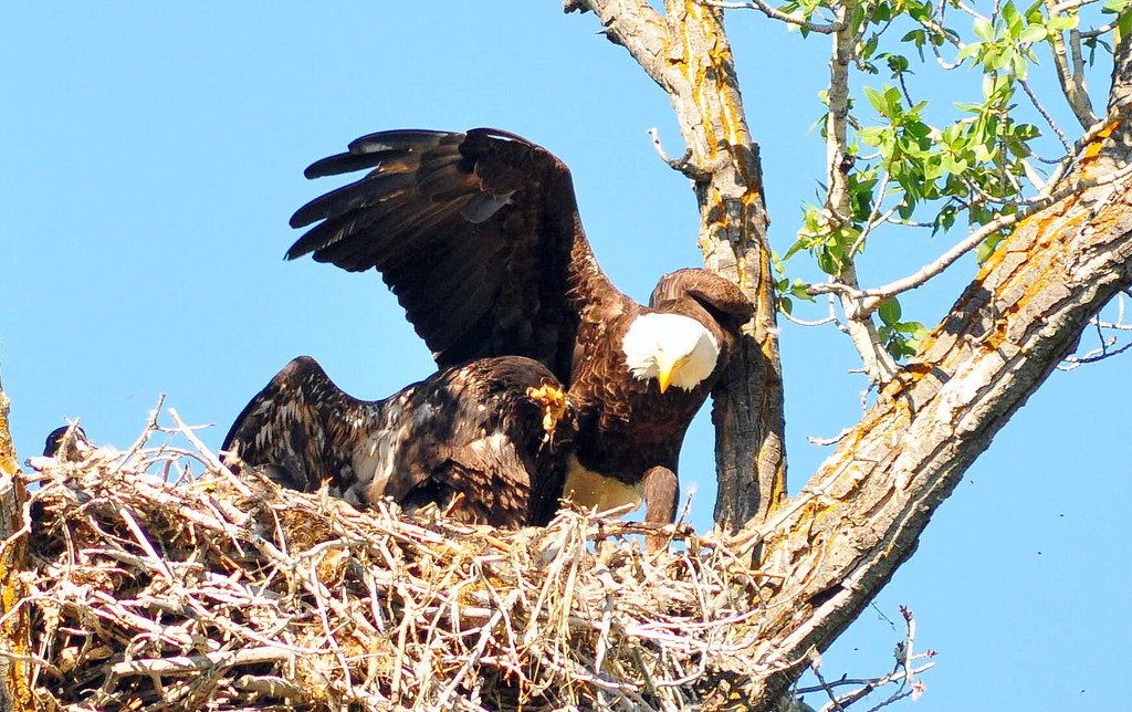The Eagle Family by stownsend