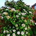 Viburnum tinus bush  by beryl