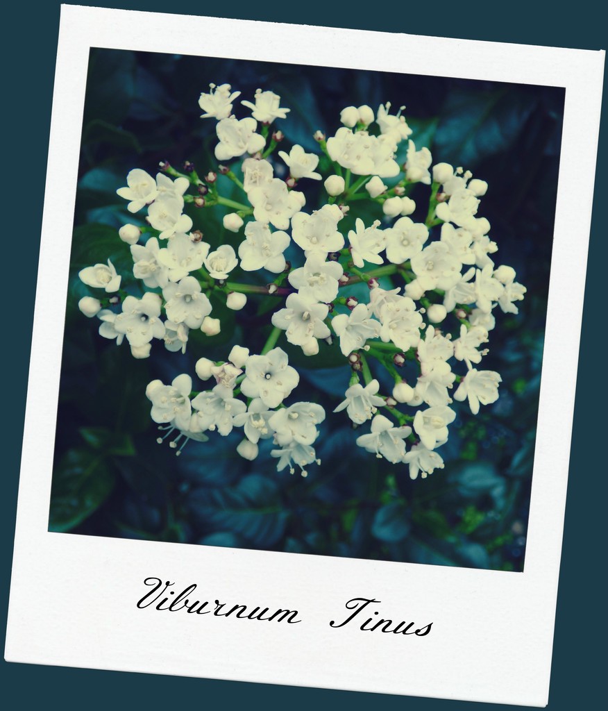 Viburnum Tinus   by beryl