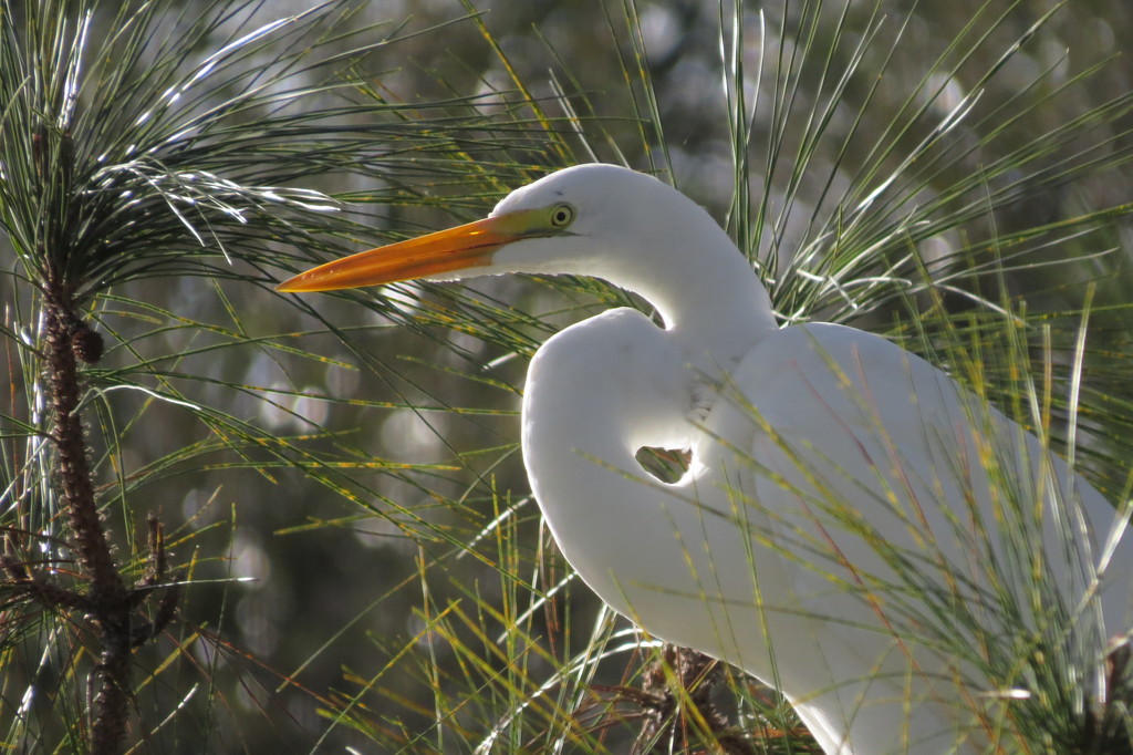 Egret in Long Needle Pines by rob257