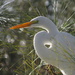 Egret in Long Needle Pines by rob257