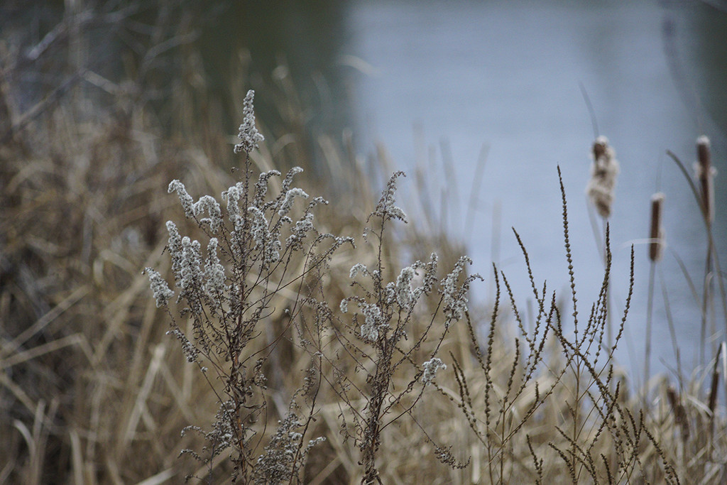 Winter Weeds by gardencat