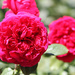 Las Rosas by erinhull