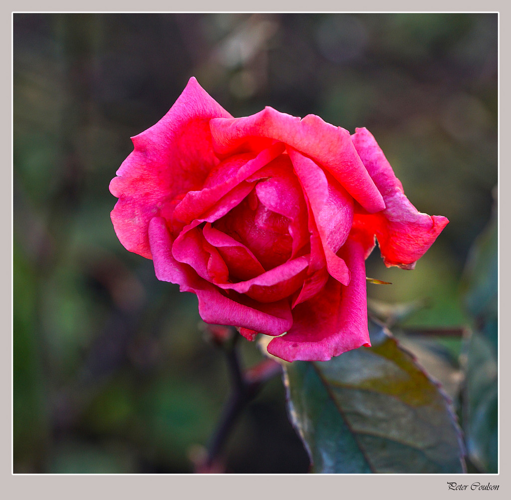 Red Rose by pcoulson