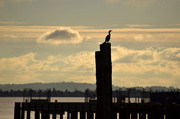 29th Dec 2015 - Cormorant By The Dock